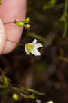 Greenland stitchwort